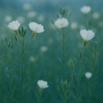 Naktižiedės galia. Vaistažolių mišinys užauginta ir pagaminta Lietuvoje 40g - Image 2